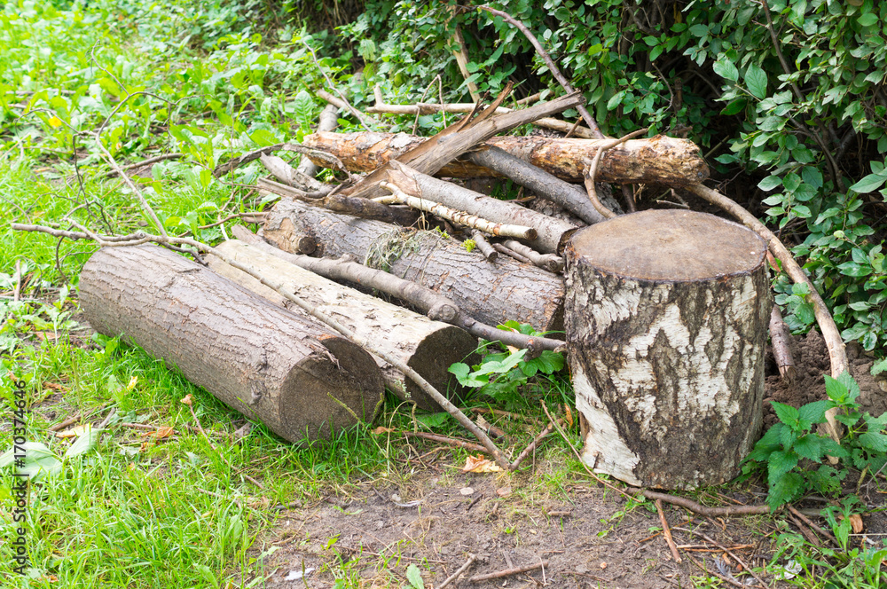 tree logs on the grass at summer. background, nature. tree logs on the grass at summer. background, nature.