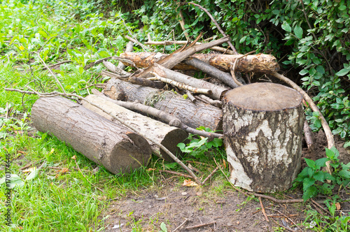 tree logs on the grass at summer. background, nature.