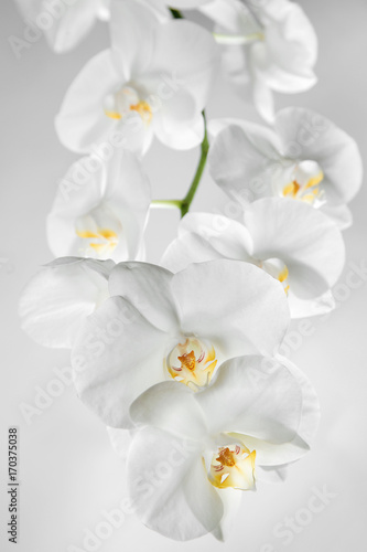 White orchid on grey background