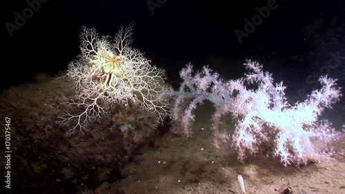 Gorgonian and white fluffy soft coral underwater on seabed of White Sea. Unique video close up. Flowers of marine life in clean clear pure and transparent water in search of food. photo