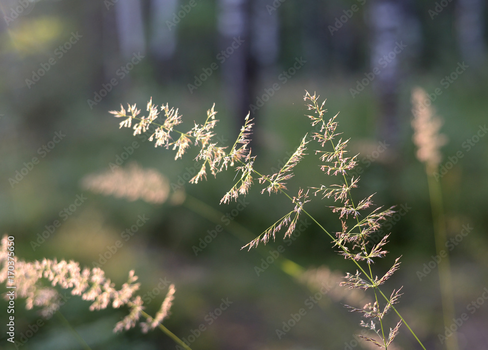 Dry grass on blurred background.