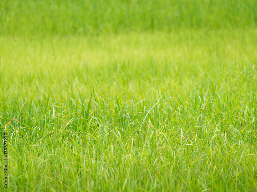 Blur of The Rice Field Blur of The Rice Field