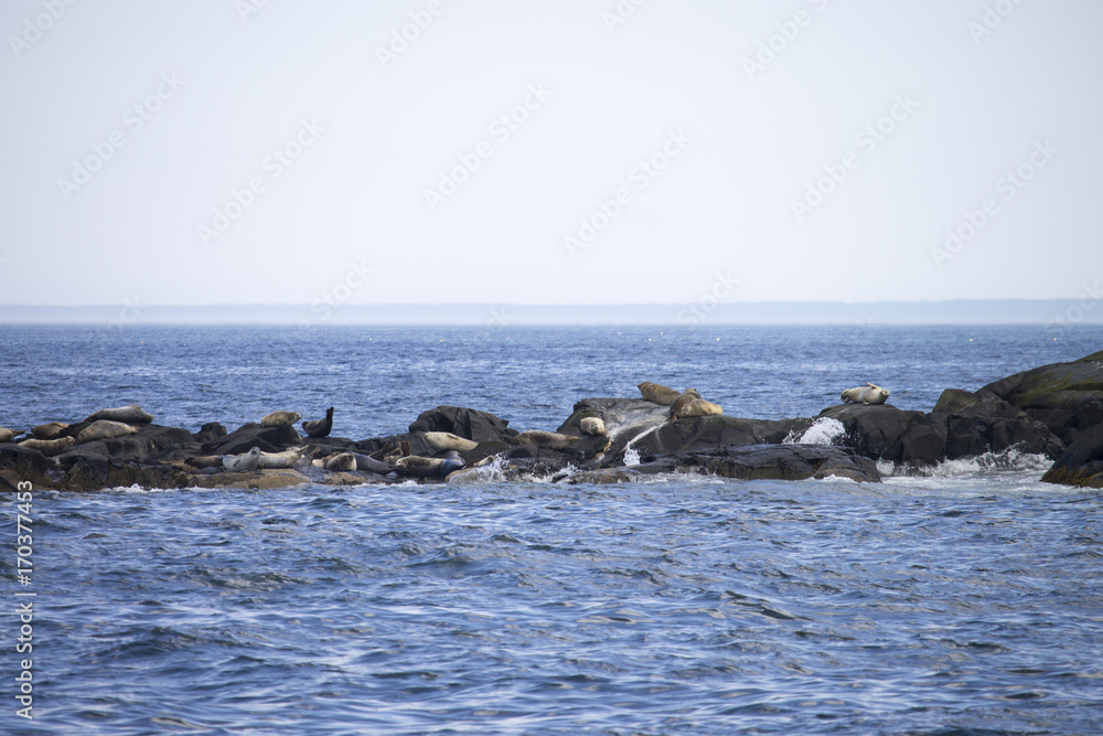 Seals Sunbathing on Rocks