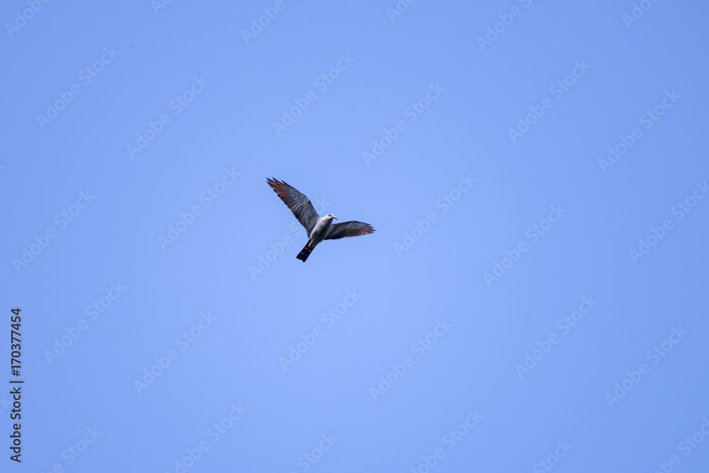 Sovi (Ictinia plumbea) | Plumbeous Kite photographed in Linhares, Espírito Santo - Southeast of Brazil. Atlantic Forest Biome.