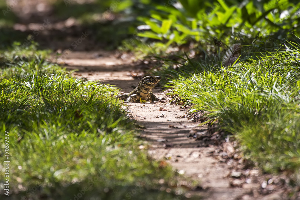Teiú (Salvator merianae) | Black-and-white Tegu photographed in Linhares, Espírito Santo - Southeast of Brazil. Atlantic Forest Biome.