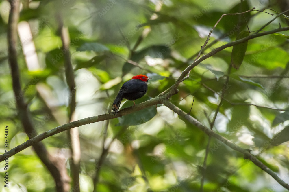 Cabeça-encarnada (Ceratopipra rubrocapilla) | Red-headed Manakin photographed in Linhares, Espírito Santo - Southeast of Brazil. Atlantic Forest Biome. Cabeça-encarnada (Ceratopipra rubrocapilla) | Red-headed Manakin photographed in Linhares, Espírito Santo - Southeast of Brazil. Atlantic Forest Biome.