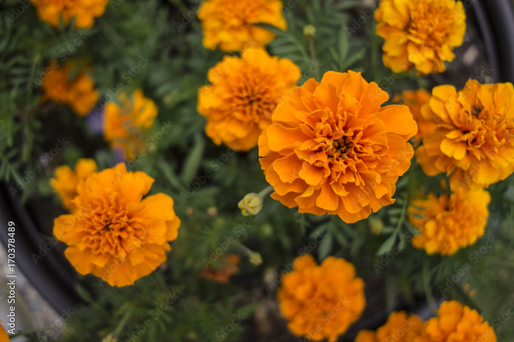 Blooming Marigolds Blooming Marigolds