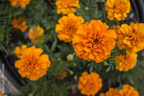 Blooming Marigolds