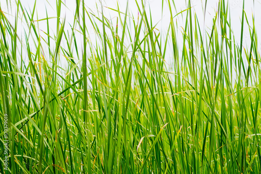 Naklejka premium green leave