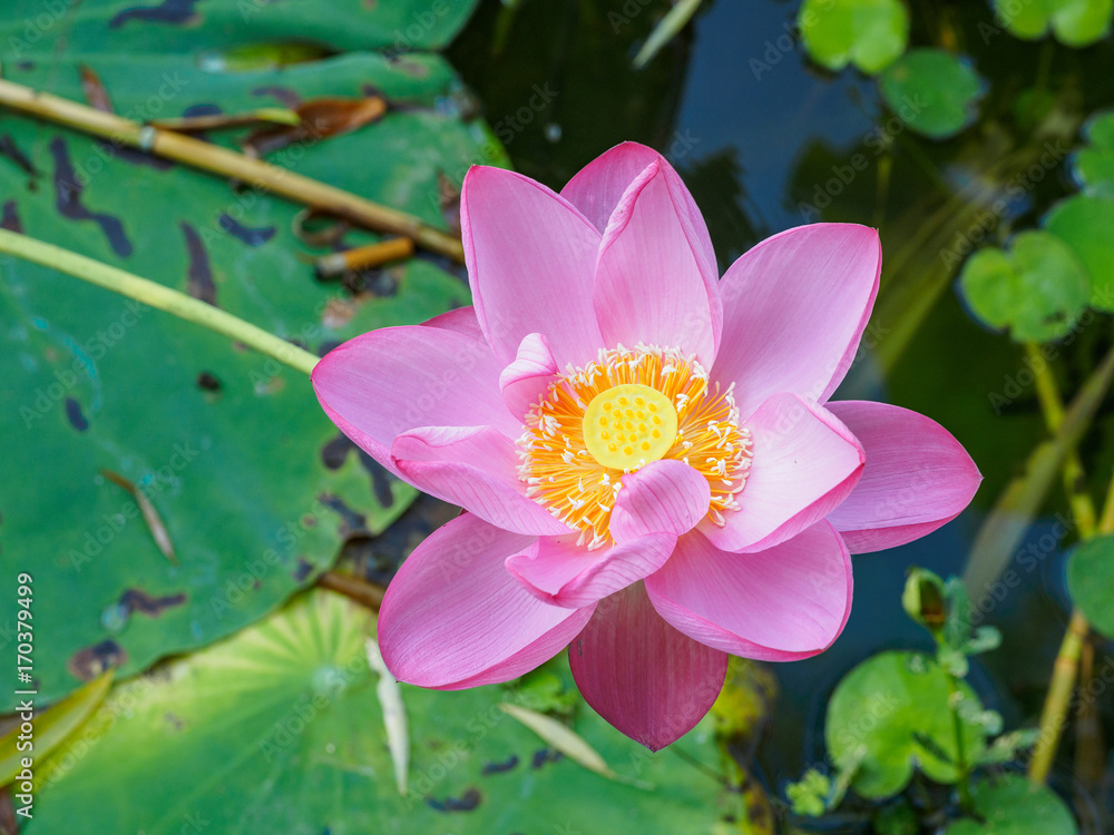 Summer flowers series, Macro flat top view down closeup of bright pink lotus flower with yellow seedpod inside. Summer flowers series, Macro flat top view down closeup of bright pink lotus flower with yellow seedpod inside.