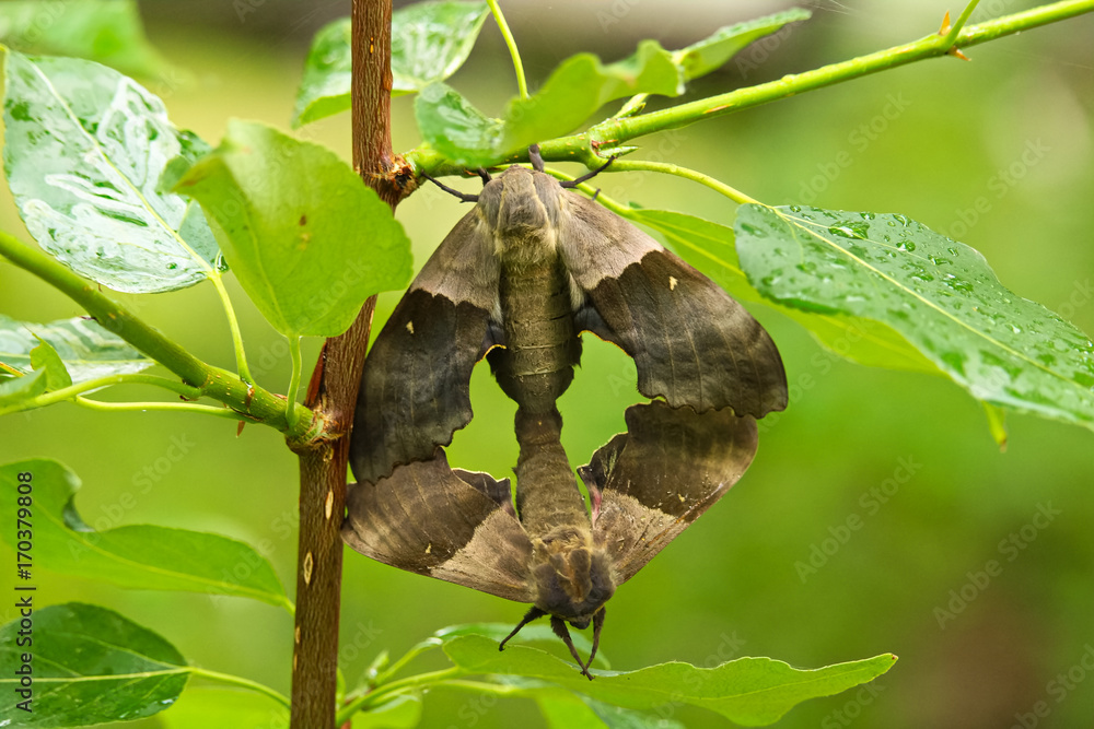 Fototapeta premium A female poplar sphinx moth mating with a male