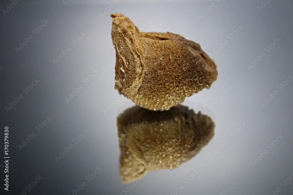 The side view of a praying mantis ootheca with a mirrored reflection isolated on a gray background The side view of a praying mantis ootheca with a mirrored reflection isolated on a gray background
