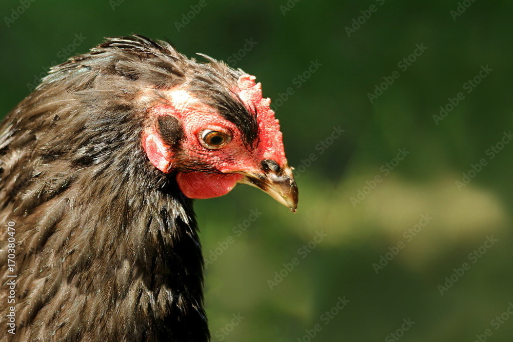 Molting Chicken Headshot Portrait in Profile