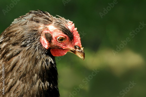 Molting Chicken Headshot Portrait in Profile