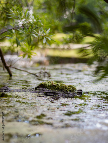 North American Alligator