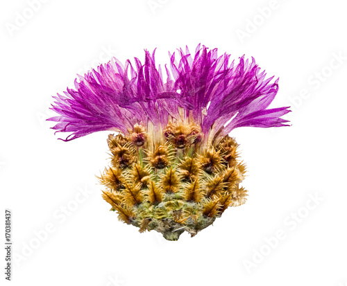 Pressed and dried flower  cornflower or cornflower turga, isolated photo