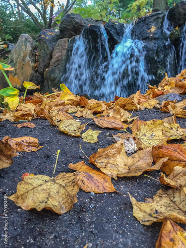Wallpaper Mural Autumn leaves on pavement in front of a fountain at city park on a rainy day Torontodigital.ca