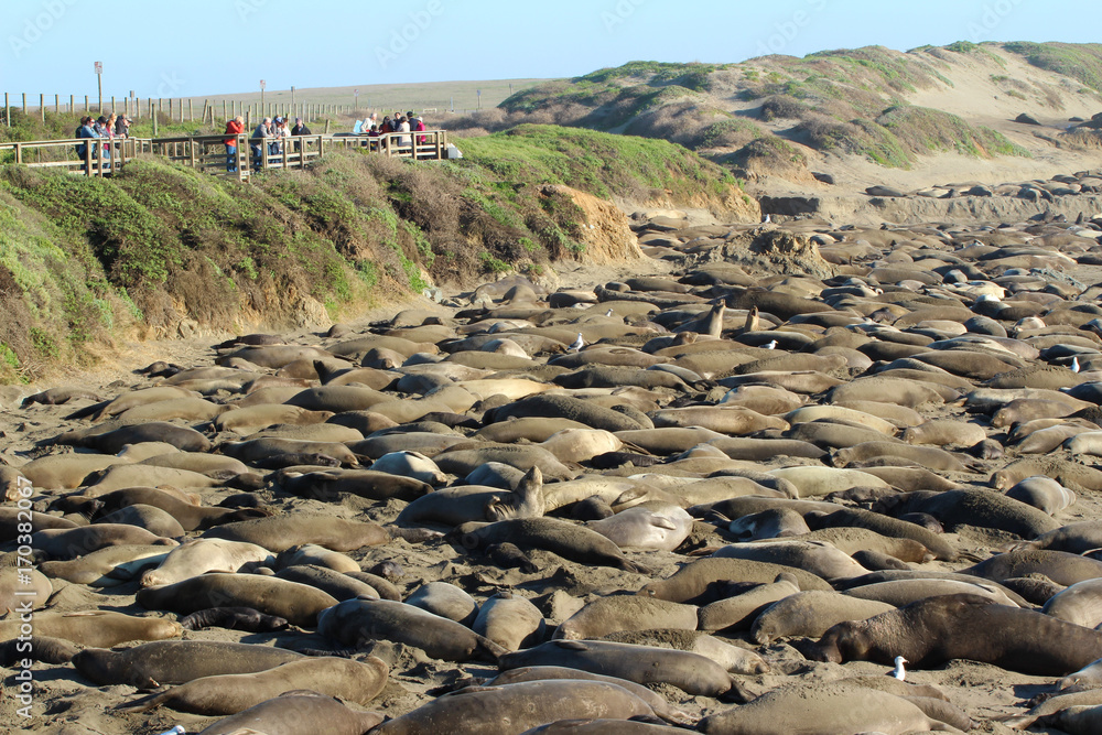 Fototapeta premium Elephant seals rookery during mating season near San Simeon, California, USA