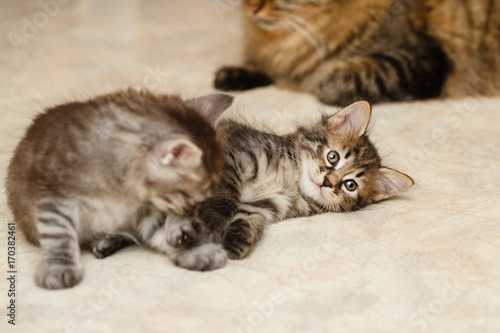 Fototapeta Naklejka Na Ścianę i Meble -  Two kittens and mother cat