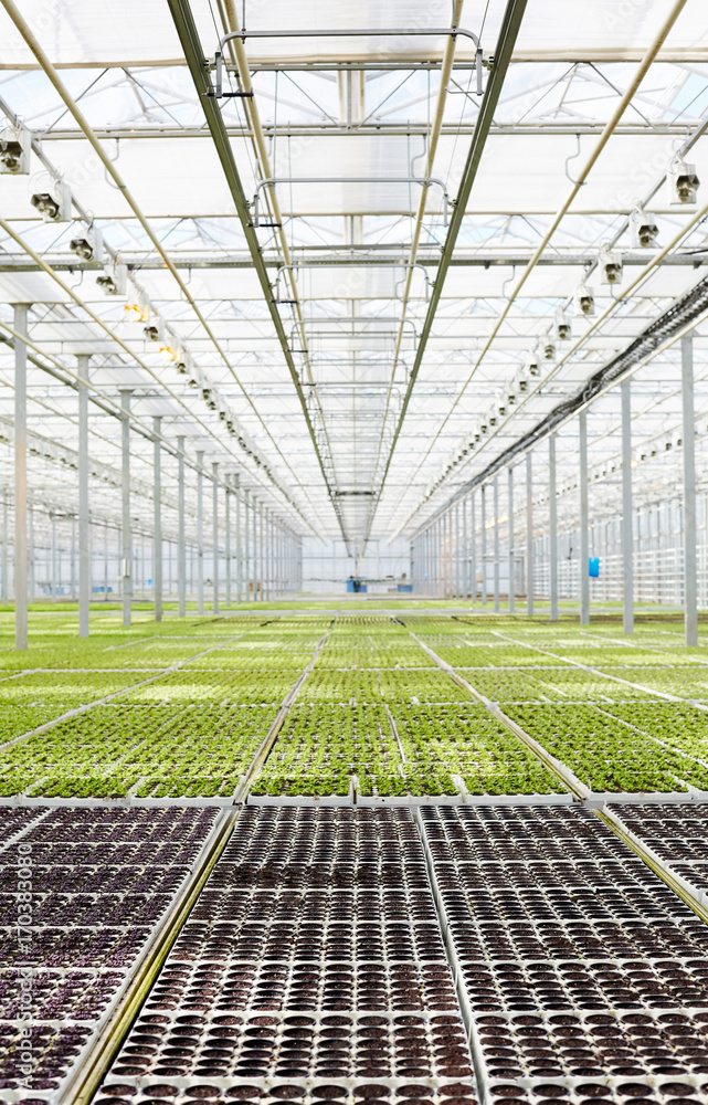 Large field with green vegetation in hothouse garden Large field with green vegetation in hothouse garden
