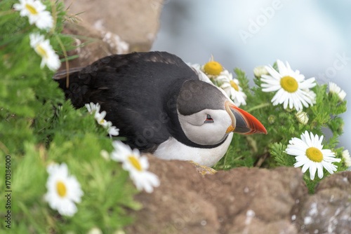 Puffin on the rocks at latrabjarg, Iceland  photo