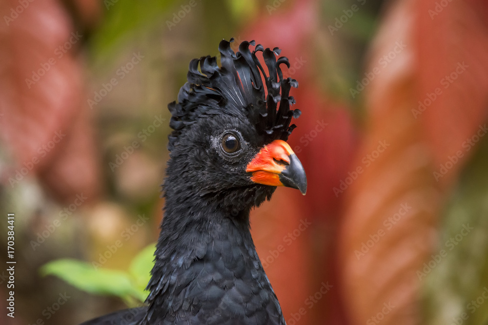 Mutum-de-bico-vermelho Macho (Crax blumenbachii) | Red-billed Curassow Male photographed at the Cupido e Refúgio Farm in Linhares, Espírito Santo - Southeast of Brazil. Atlantic Forest Biome. Mutum-de-bico-vermelho Macho (Crax blumenbachii) | Red-billed Curassow Male photographed at the Cupido e Refúgio Farm in Linhares, Espírito Santo - Southeast of Brazil. Atlantic Forest Biome.