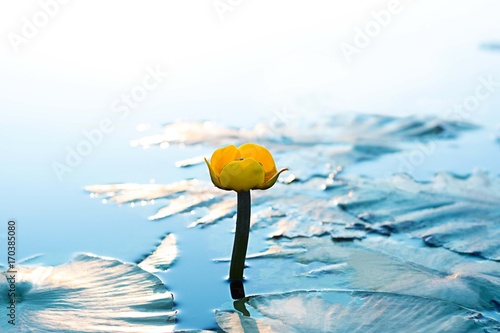 Yellow water lili on the surface of the river