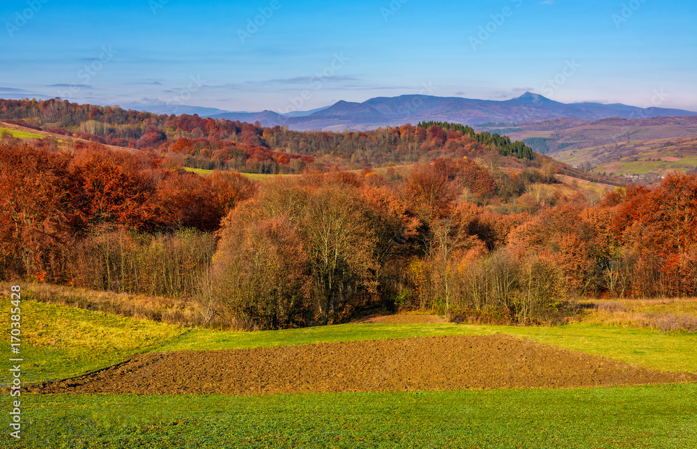 forest with red foliage on hills in autumnal countryside. stunning view of rural grassy fields in mountainous area with gorgeous high peak of blue mountain ridge in a distance forest with red foliage on hills in autumnal countryside. stunning view of rural grassy fields in mountainous area with gorgeous high peak of blue mountain ridge in a distance