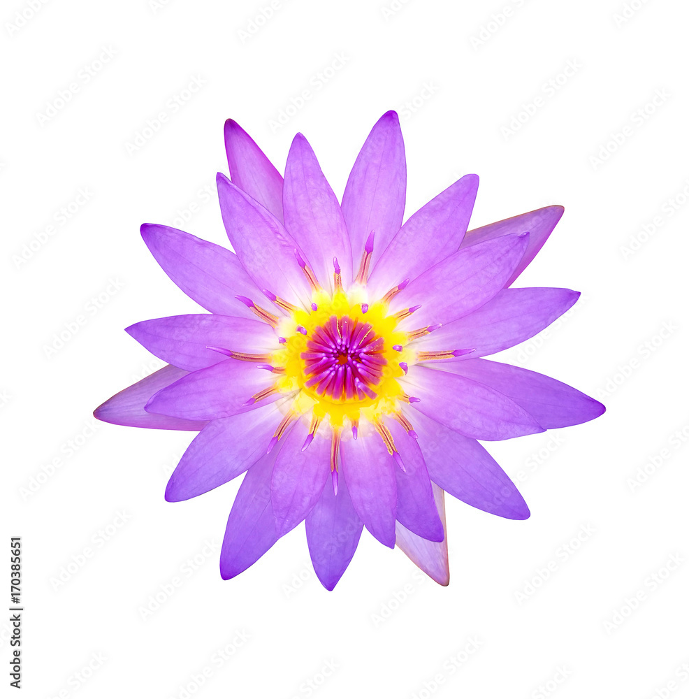 Beautiful lotus flower isolated on white background