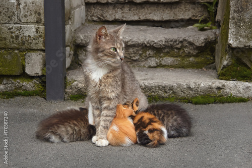 Cat with kittens