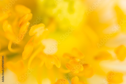 Yellow pollen on a flower in nature