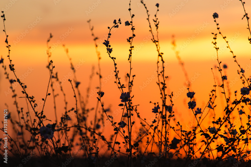 Silhouette of grass on a golden sunset
