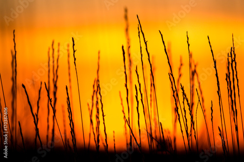 Silhouette of grass on a golden sunset