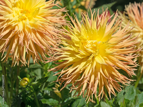 Fototapeta Naklejka Na Ścianę i Meble -  Dahlien, Dahlias