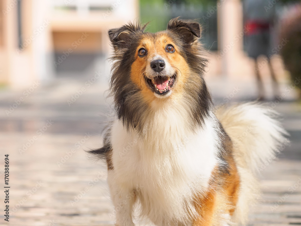 Cute dog staring at camera with eyes widly open.