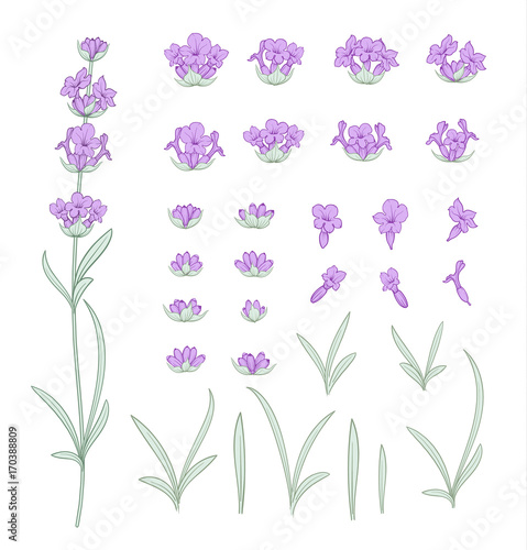 Set of lavender flowers elements. Collection of lavendula on a white background. Vintage set of lavender flowers elements. Lavender hand drawn. Vector illustration bundle.