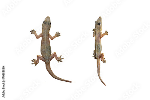lizard, small reptile on isolated white background