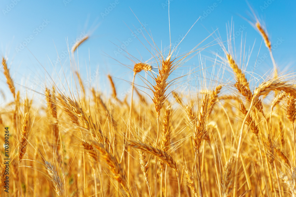 Fototapeta premium golden wheat field and sunny day