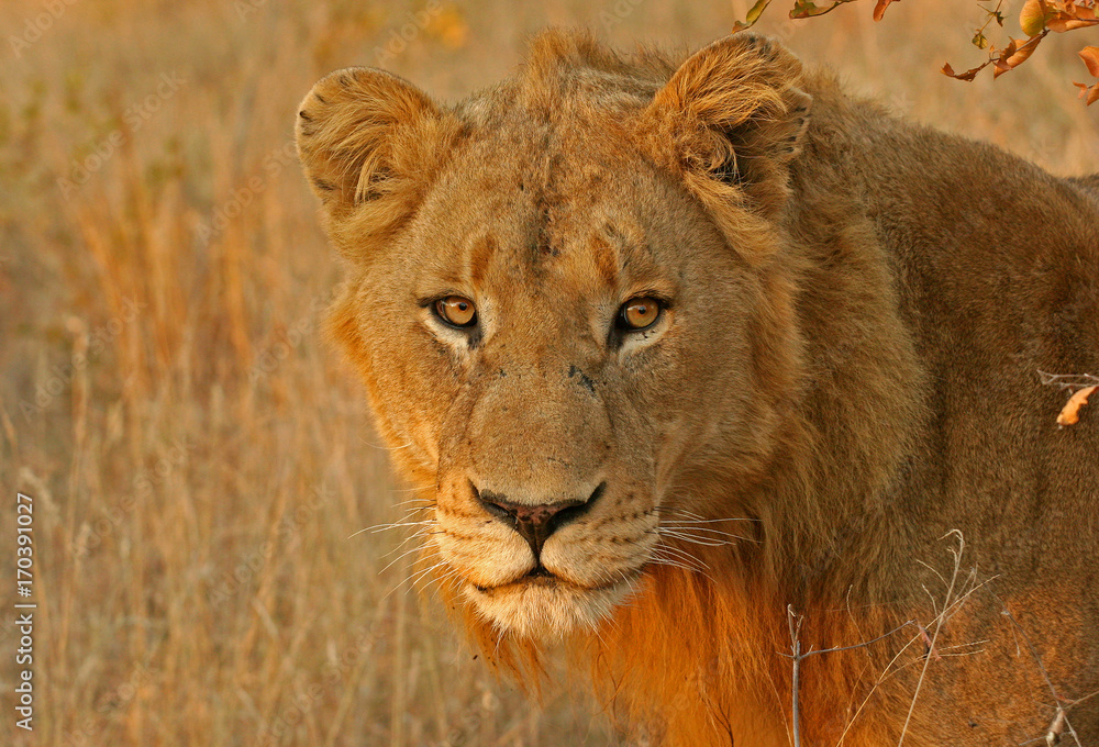 Golden Portrait Golden Portrait