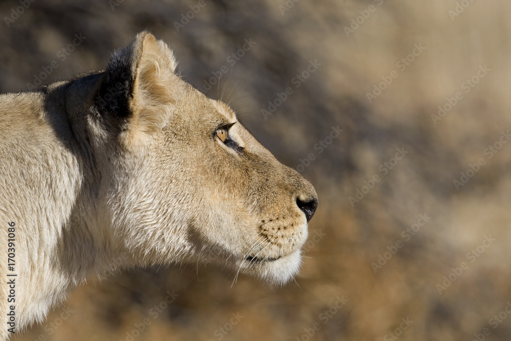 intense-lion-stare-stock-photo-adobe-stock