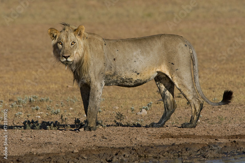 Muddy Lion Pose