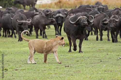 Canvas Print The Challenge