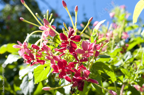 シクンシ（使君子）の花 photo