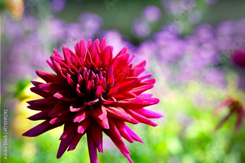 Fototapeta Naklejka Na Ścianę i Meble -  Grußkarte - Dahlien - Sommer Herbst Blumen im Garten