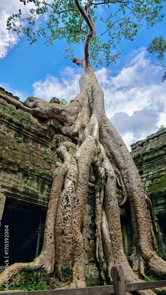 The big tree in Ta prohm temple