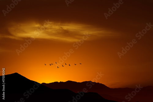 Birds over sunny golden background