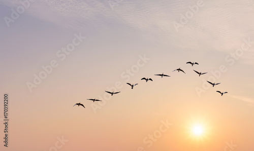 Fotografiet Flock of birds at sunrise or sunset nature concept