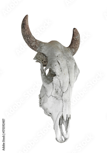 Skull of cow isolated on white background, black and white.