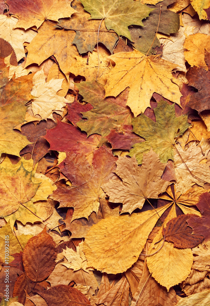 Seasonal autumn background of colorful leaves.