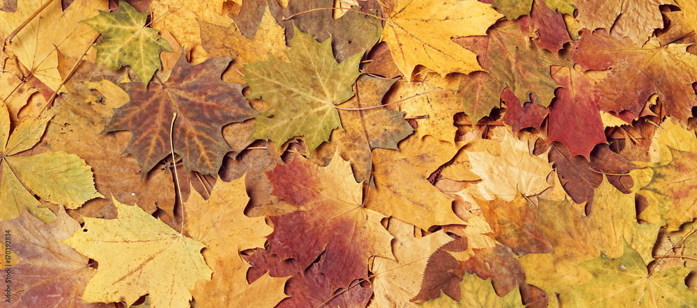 Seasonal autumn background of colorful leaves.